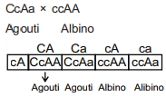 Solution diagram