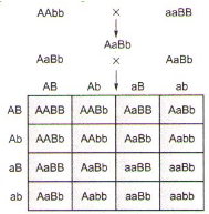 Solution diagram