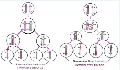 Solution diagram