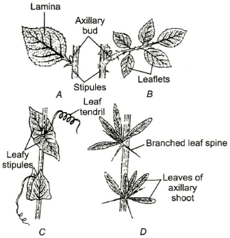 Question diagram