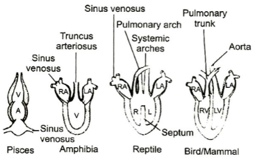 Question diagram