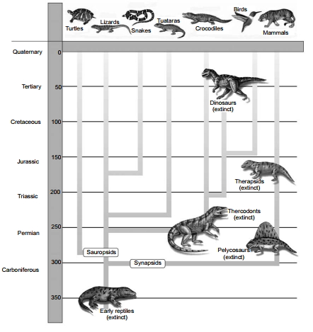 Solution diagram