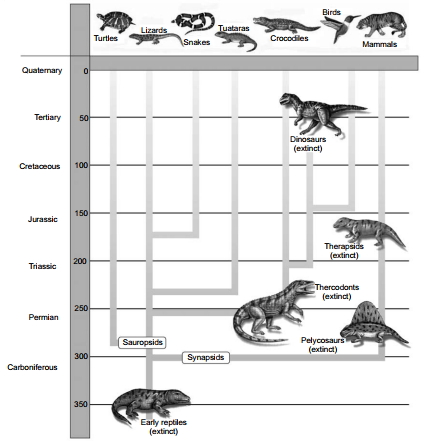 Solution diagram