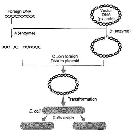 Question diagram
