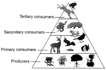 Question diagram