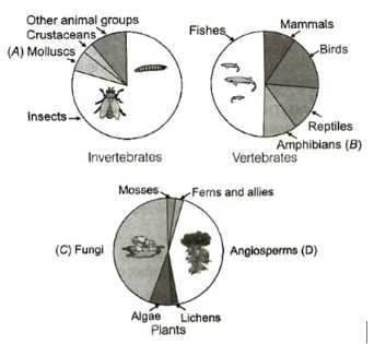 Solution diagram