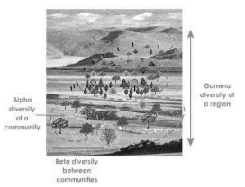 Solution diagram