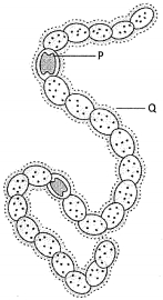 Question diagram