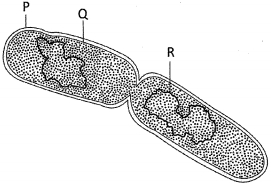 Question diagram
