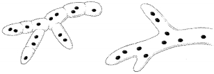 Question diagram