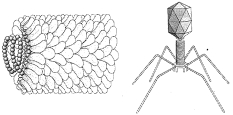 Question diagram