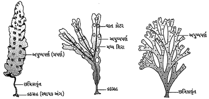 Question diagram
