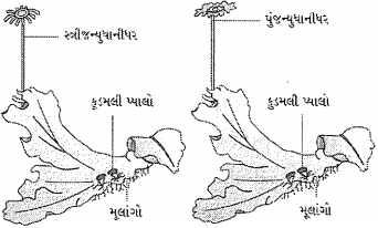 Question diagram