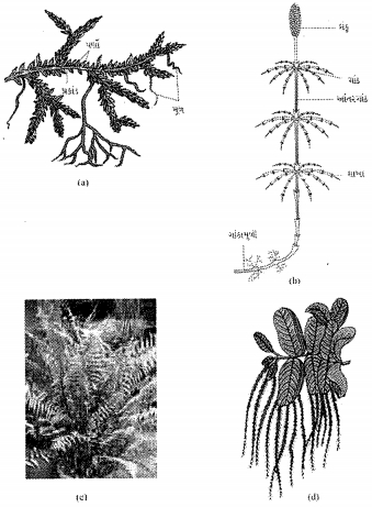 Question diagram