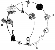 Question diagram
