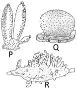 Question diagram