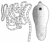 Question diagram