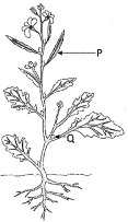 Question diagram