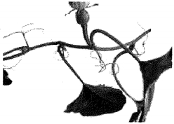 Question diagram