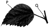 Question diagram