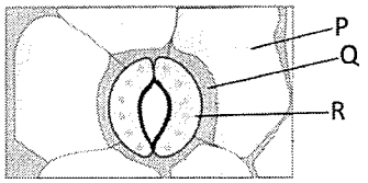 Question diagram