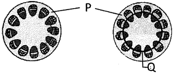 Question diagram