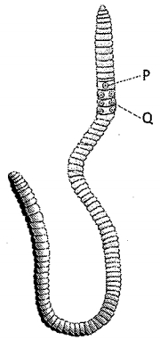 Question diagram