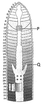Question diagram
