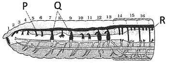 Question diagram
