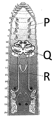 Question diagram