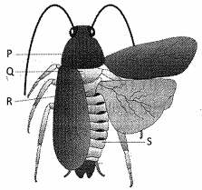 Question diagram