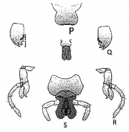 Question diagram