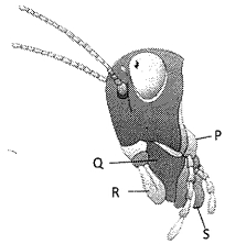 Question diagram