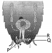 Question diagram