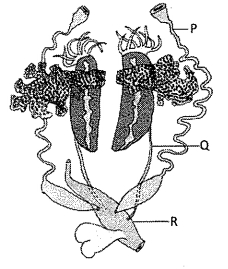 Question diagram