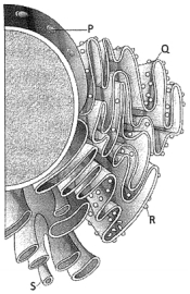 Question diagram