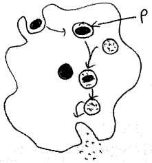 Question diagram