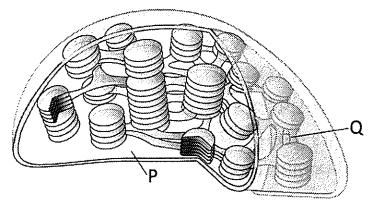 Question diagram