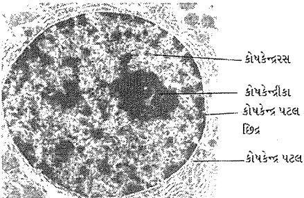 Question diagram