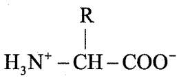 Option B