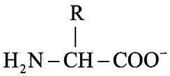 Option C