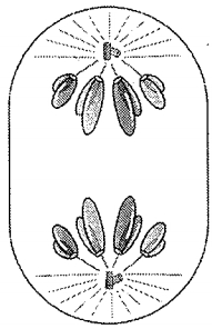 Question diagram