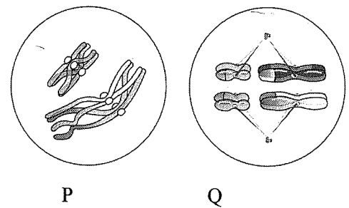 Question diagram