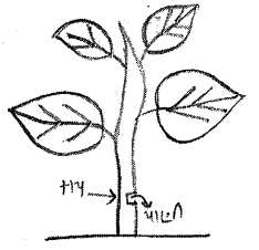 Question diagram