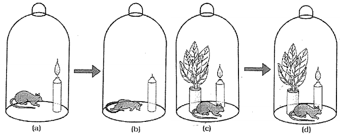 Question diagram