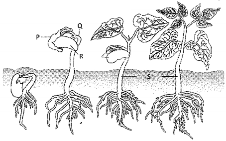Question diagram