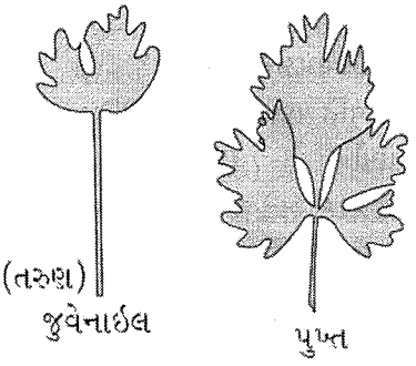 Question diagram