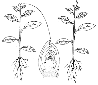 Question diagram