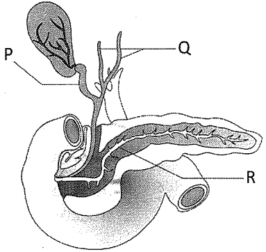 Question diagram