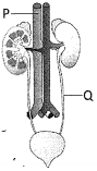 Question diagram